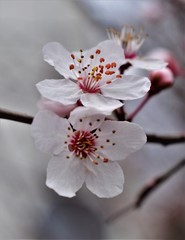 cherry tree blossom