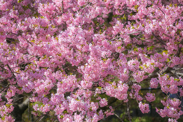 sakura festival cherry blossom in japan 