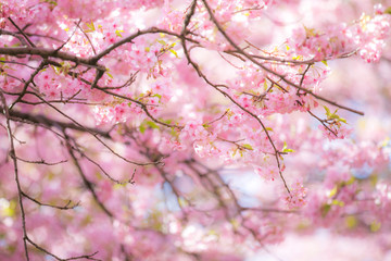 sakura festival cherry blossom in japan 