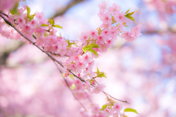 Fototapeta na wymiar sakura festival cherry blossom in japan 