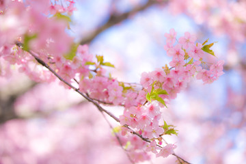 close up blooming sakura japan