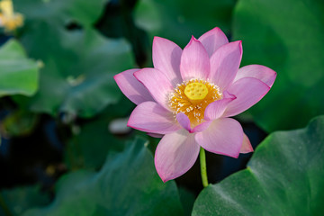 The lotus in the pool is blooming