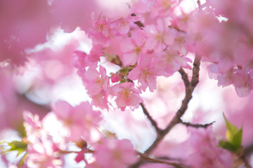 Obraz premium close up blooming sakura japan