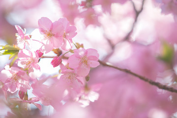 Fototapeta na wymiar close up blooming sakura japan