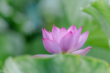 The lotus in the pool is blooming