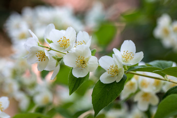 Beautiful blossoming branch of jasmine in garden