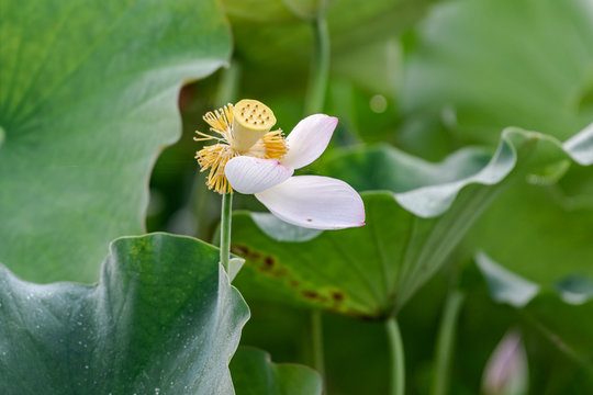 The newly formed light yellow lotus seed