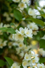 Fototapeta premium Beautiful blossoming branch of jasmine in garden