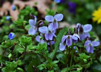 blue flowers in the garden
