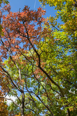 View from bellow of autumn colored tree leaves against a clear, blue sky and dark tree branches