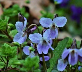 purple flowers in the garden
