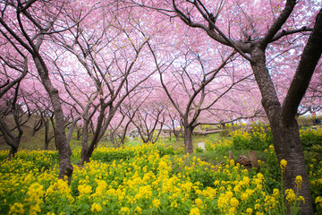 Fototapeta premium sakura festival cherry blossom in japan 