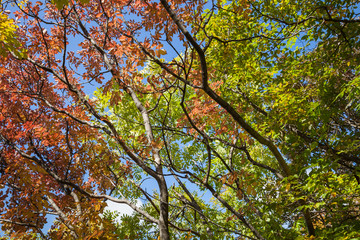 View from bellow of autumn colored tree leaves against a clear, blue sky and dark tree branches