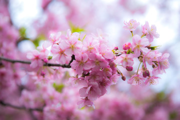close up blooming sakura japan