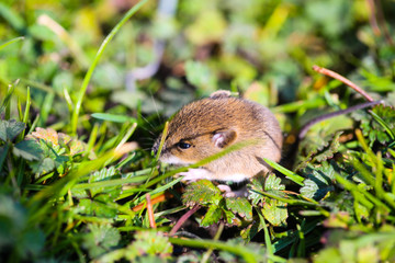 junge Maus im Garten
