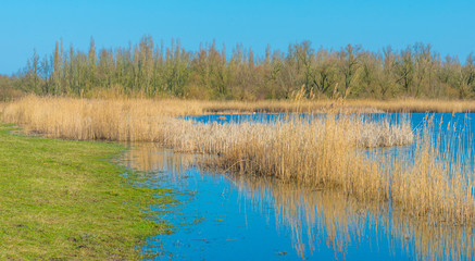 Reed along the edge of a lake in a natural park in sunlight in winter