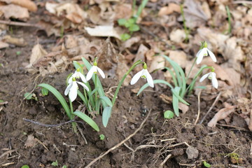  Primroses snowdrops bloomed in the spring forest