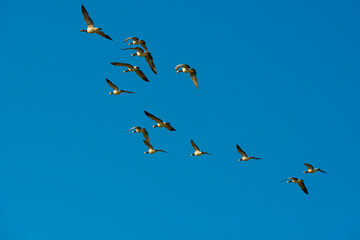 Flock of geese flying in the sky of a natural park in winter 