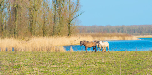 Horses in a field along a lake in a natural park in sunlight in winter © Naj