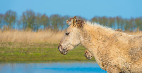 Horses in a field along a lake in a natural park in sunlight in winter © Naj