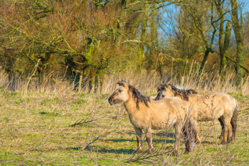 Horses in a field with reed in a natural park in sunlight in winter