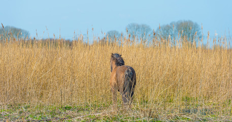 Horse in a field with reed in a natural park in sunlight in winter © Naj