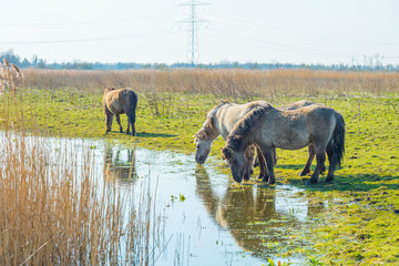 Horses in a field along a lake in a natural park in sunlight in winter © Naj