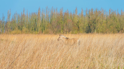 Horses in a field with reed in a natural park in sunlight in winter © Naj