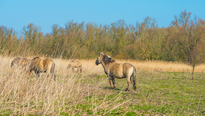Horses in a field with reed in a natural park in sunlight in winter © Naj