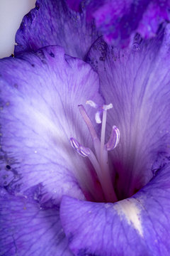Close up of beauty violet gladiolus flower