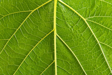 Close-up of green leaves