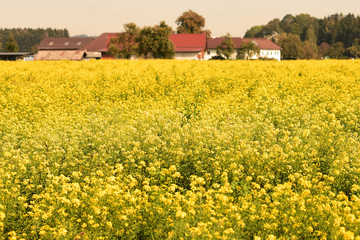 Ein Feld mit blühenden Senfpflanzen im Herbst im Salzkammergut - A field with flowering mustard...