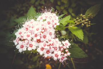 Macro photo of nature flowering bush Spiraea. Background texture of a bush with blooming pink...