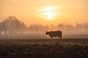 Highland cattle in the fog during a tranquil dawn in the Netherlands.