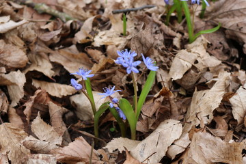  Blueflowers primroses bloomed in the spring forest
