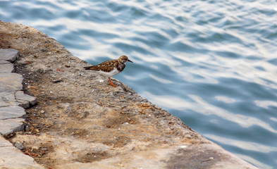 small fisher bird at the edge of the sea