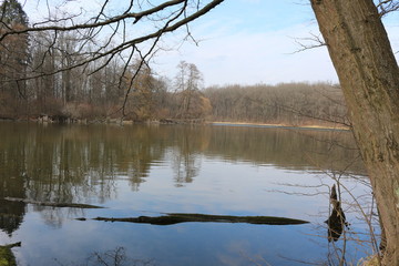  The shore of a forest lake is empty and crowded in early spring