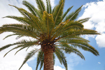 Fototapeta na wymiar Palm tree against the sky.