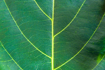 Close-up of green leaves