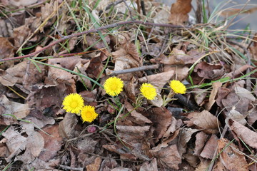  Coltsfoot primroses bloomed in spring forest