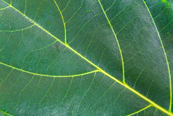 Close-up of green leaves