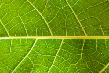 Close-up of green leaves