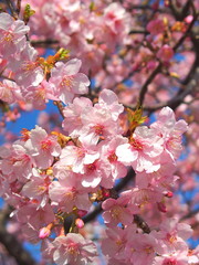 青空と満開の河津桜