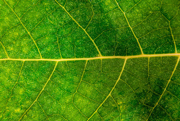 Close-up of green leaves