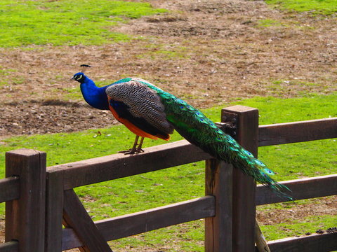 PAvo real subido en una cerca