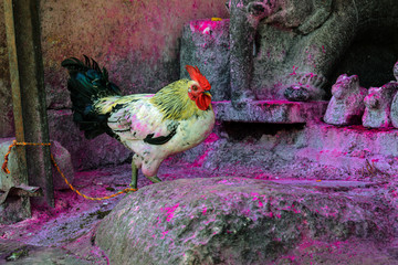 Stock photo of sussex breed chicken or hen tied with a rope to the pole in the temple area, stone...