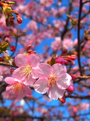 青空と満開の河津桜