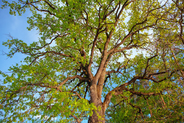 tree branches in the sunny spring day 