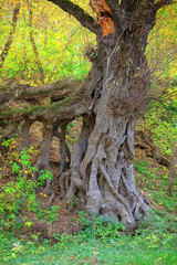 powerful roots of old tree