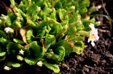 green young leaves and white  bloom of primrose growing on soil in flowerbed in early spring.